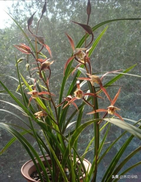 寒蘭開(kāi)花養護，寒蘭幾月開(kāi)花?