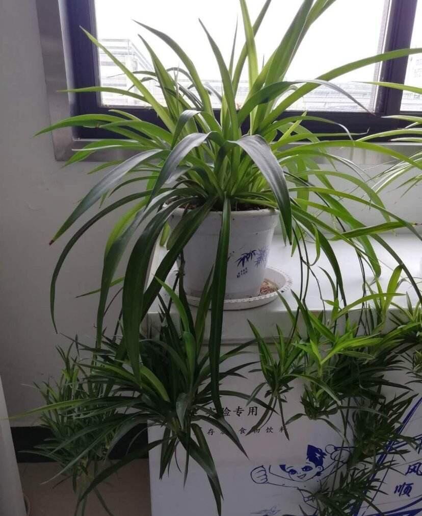 吊蘭冬天怎么過(guò)冬，金邊吊蘭冬天會(huì )凍死嗎?