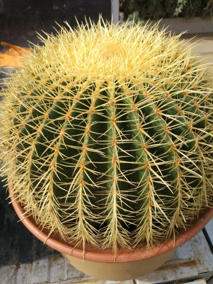 不夜城的分株繁殖，蝴蝶蘭是怎么繁殖的?