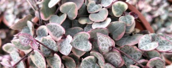 怎么讓愛(ài)之蔓爆盆，怎么扦插，愛(ài)之蔓錦怎么爆盆?