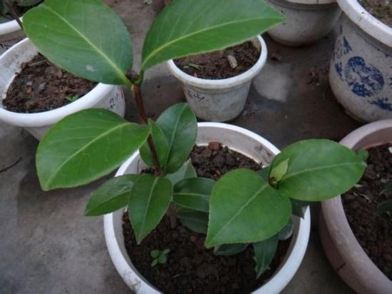 茶花換盆后掉葉怎么辦，茶花怎么服盆，茶花葉子掉光了能活嗎?