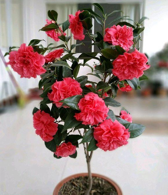 茶花施肥用什么肥料，茶花施肥過(guò)多怎么辦，種茶花用什么肥料最好?