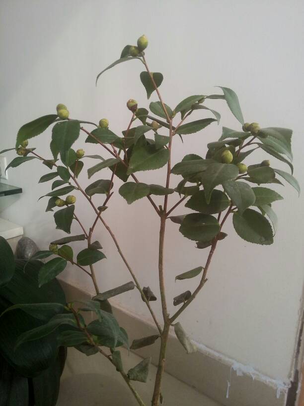 茶花換盆后掉葉怎么辦，茶花怎么服盆，茶花葉子掉光了能活嗎?