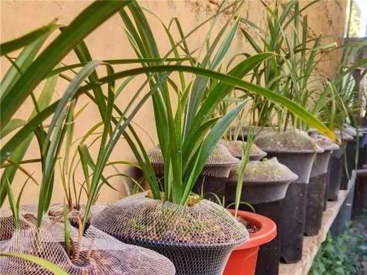 春蘭怎么養才能開(kāi)花，春蘭品種大全?