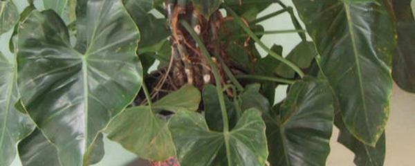 愛(ài)之蔓怎么繁殖(水培生根、土培扦插)，水培轉土培要注意什么?