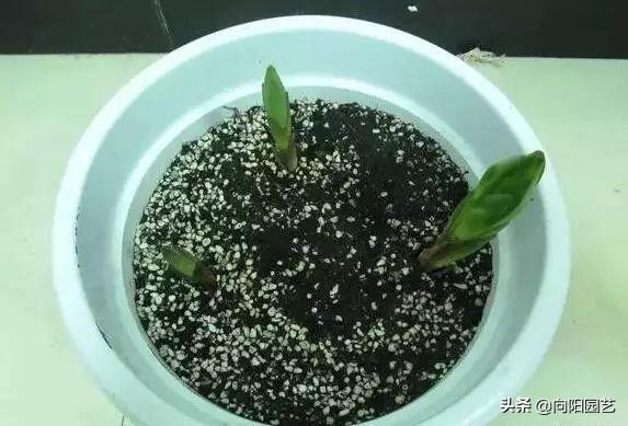 百合種球怎么澆水，百合可以水養嗎，百合種球可不可以種在水里?