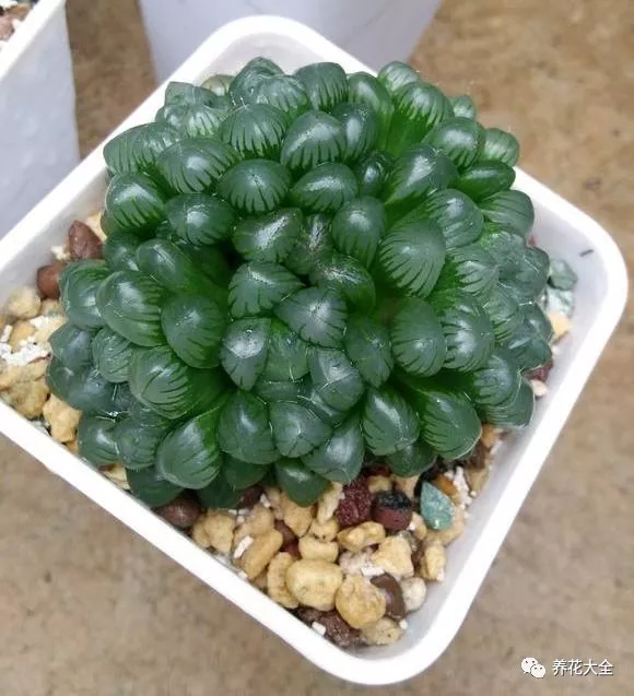 冰燈玉露怎么繁殖，冰燈玉露怎么爆盆?