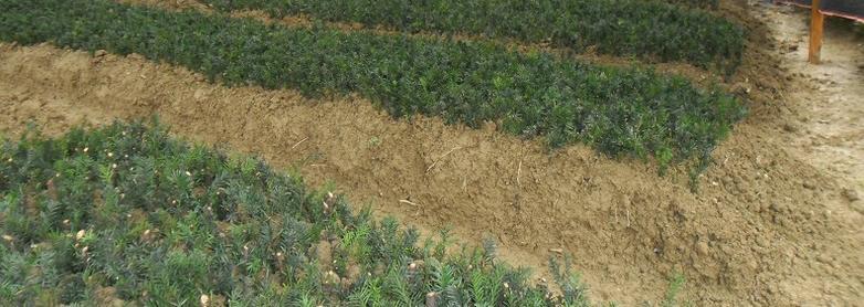 曼地亞紅豆杉怎么修剪，曼地亞紅豆杉好養嗎?