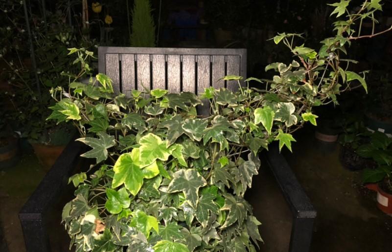 常春藤如何扦插，常春藤的扦插方法和注意事項?