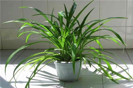 吊蘭施肥方法，用什么肥好，吊蘭喜歡什么肥?