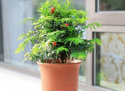 紅豆杉盆景修剪方法，紅豆杉怎么修剪樹(shù)形?