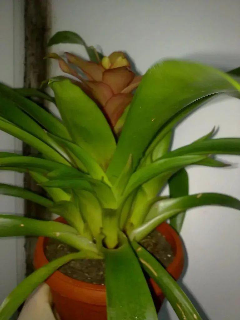 鴻運當頭怎么養長(cháng)得快，如何進(jìn)行繁殖，鴻運當頭花怎么養繁殖?