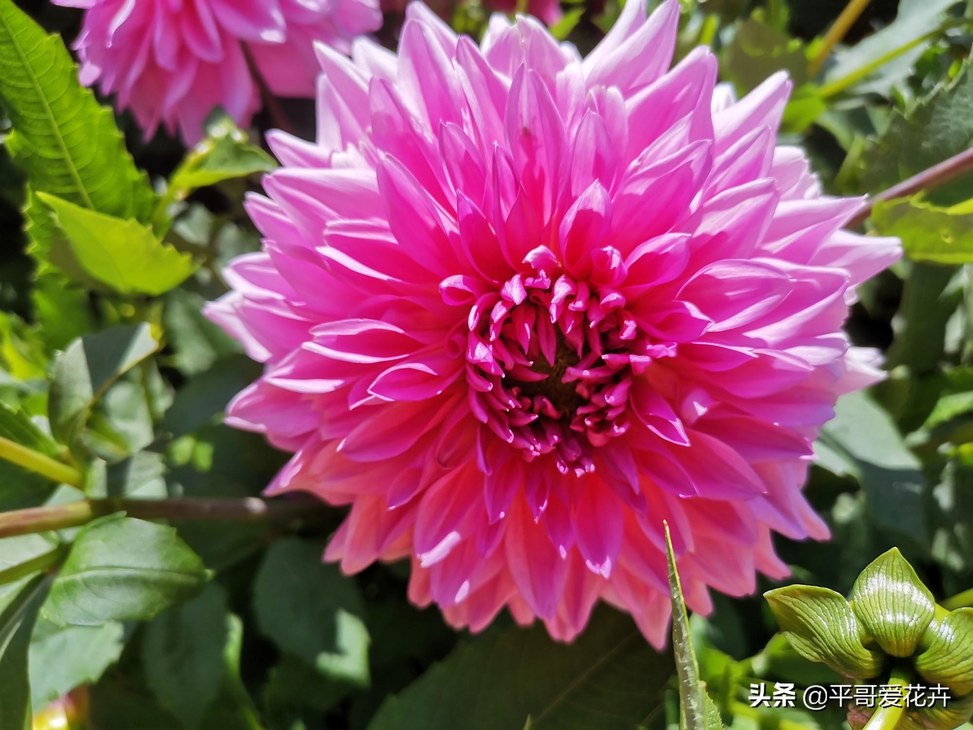 大麗花怎么過(guò)冬，冬天用挖出來(lái)嗎，大麗花能活幾年?