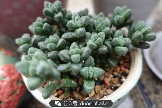 多肉白鳥(niǎo)怎么施肥，白鳥(niǎo)多肉爆盆?