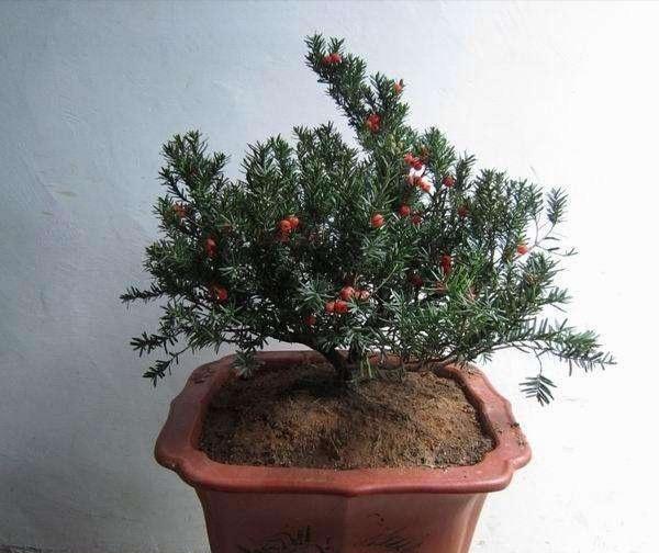 澳洲杉開(kāi)花嗎，澳洲杉如何打頂?