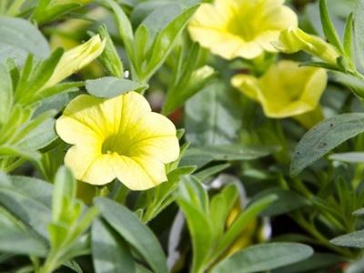 百萬(wàn)小鈴的摘心方法，百萬(wàn)小鈴摘心?