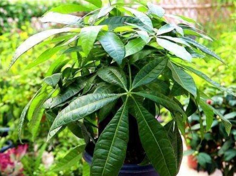 發(fā)財樹(shù)怎么過(guò)冬，葉子發(fā)黃是怎么回事，發(fā)財樹(shù)葉子發(fā)黃怎么救?