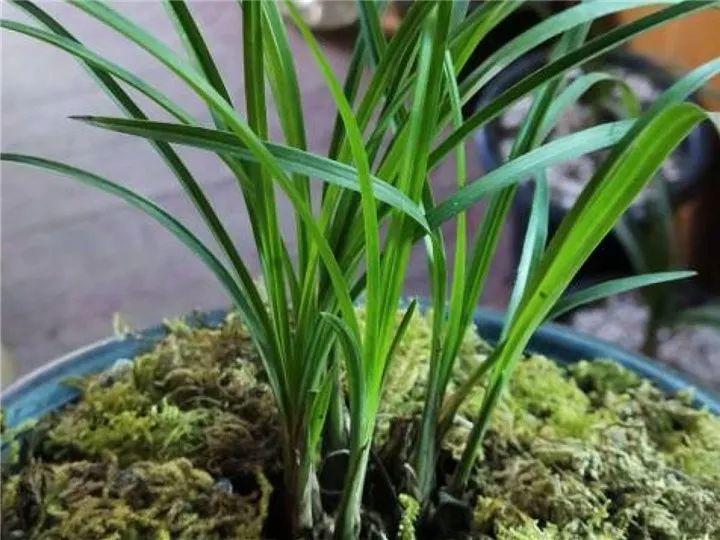 春蘭怎么養才能開(kāi)花，春蘭品種大全?