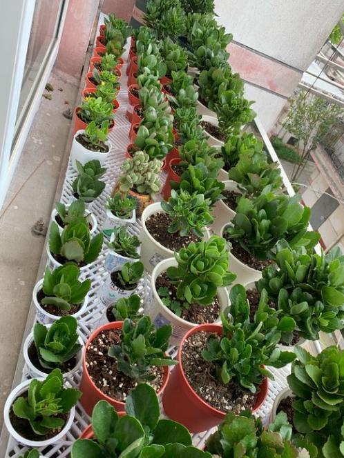 長(cháng)壽花的扦插方法，長(cháng)壽花最佳扦插時(shí)間?