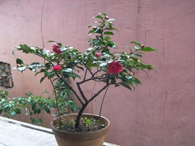 茶梅盆景的修剪方法，茶梅的修剪方法圖解?