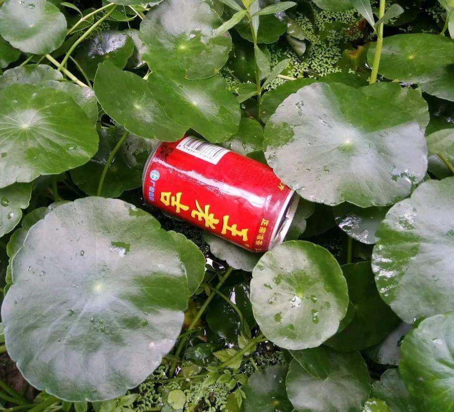 長(cháng)壽花施肥方法，用什么肥好，長(cháng)壽花用什么肥好什么時(shí)候施肥合適?