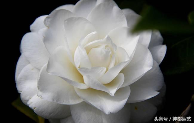 如何使茶梅在元旦開(kāi)花，茶梅開(kāi)白花怎么辦?