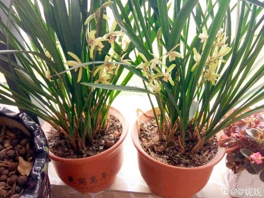 春蘭怎么養才能開(kāi)花，春蘭品種大全?