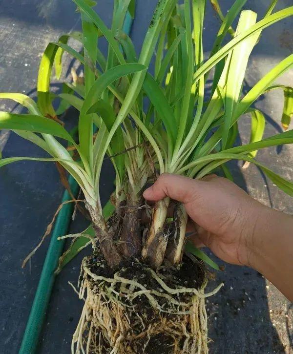 百子蓮怎么過(guò)冬，百子蓮冬天會(huì )凍死嗎?