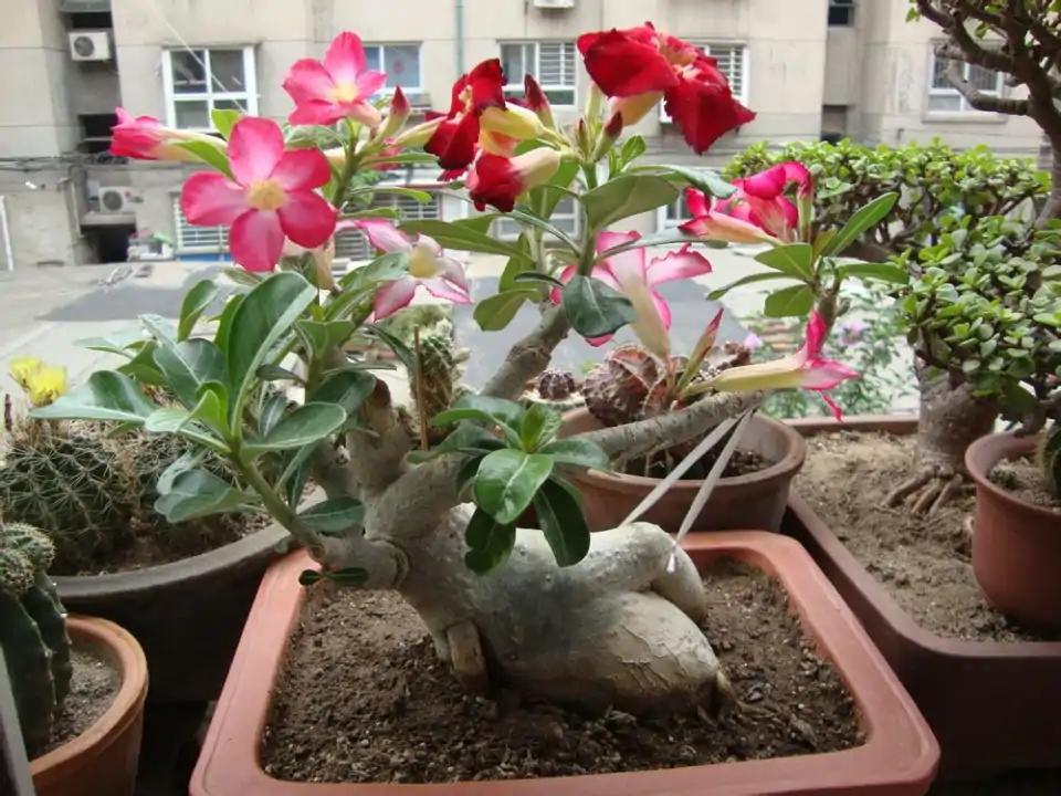 不夜城的分株繁殖，蝴蝶蘭是怎么繁殖的?