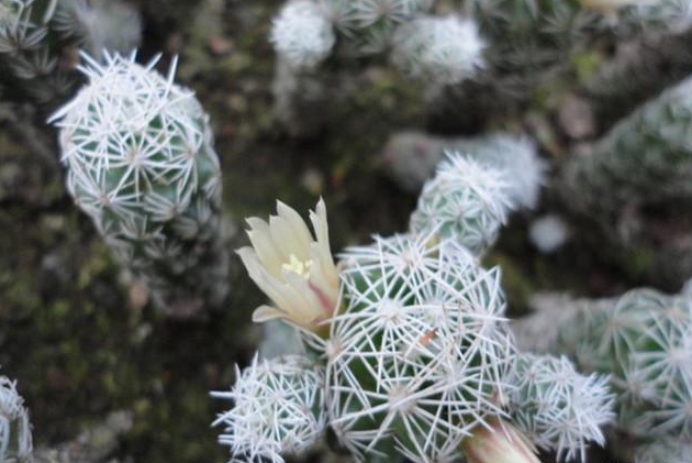 多肉白鳥(niǎo)怎么繁殖，白鳥(niǎo)多肉圖片?