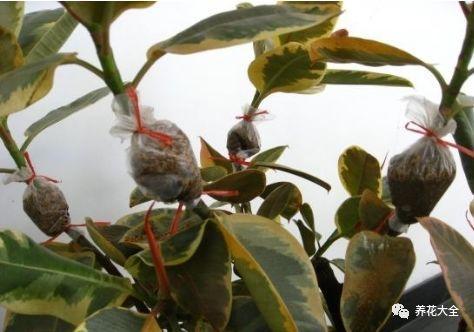 茶梅怎么扦插，茶梅扦插生根最快方法?