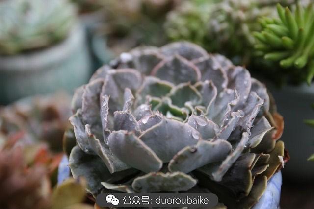 多肉白鳥(niǎo)怎么施肥，白鳥(niǎo)多肉爆盆?