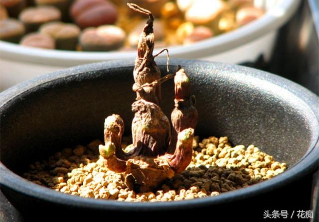 碧光環(huán)會(huì )開(kāi)花嗎，碧光環(huán)老樁?