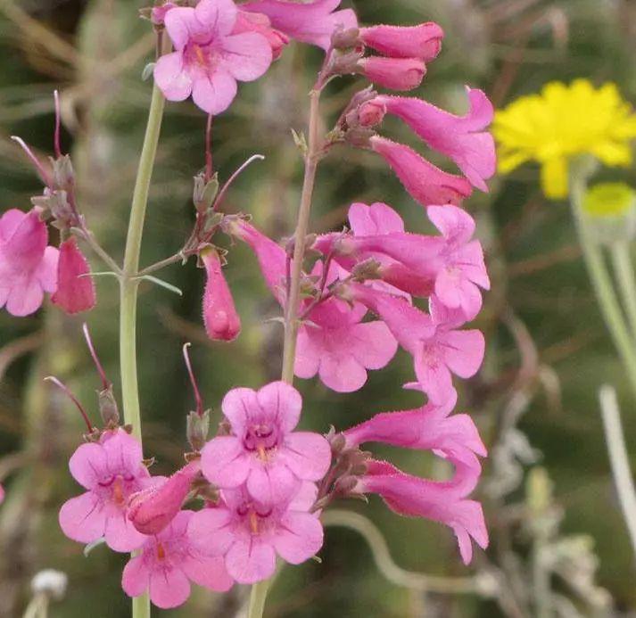 釣鐘柳的繁殖方法詳解，釣鐘柳圖片?
