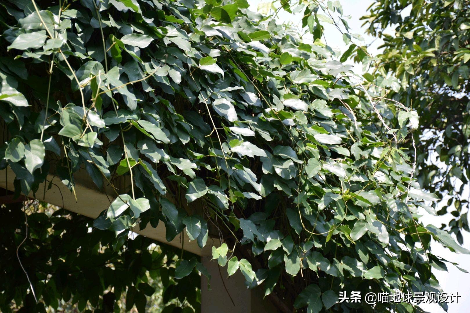 長(cháng)春蔓開(kāi)花嗎，長(cháng)春蔓和常春藤一樣嗎?