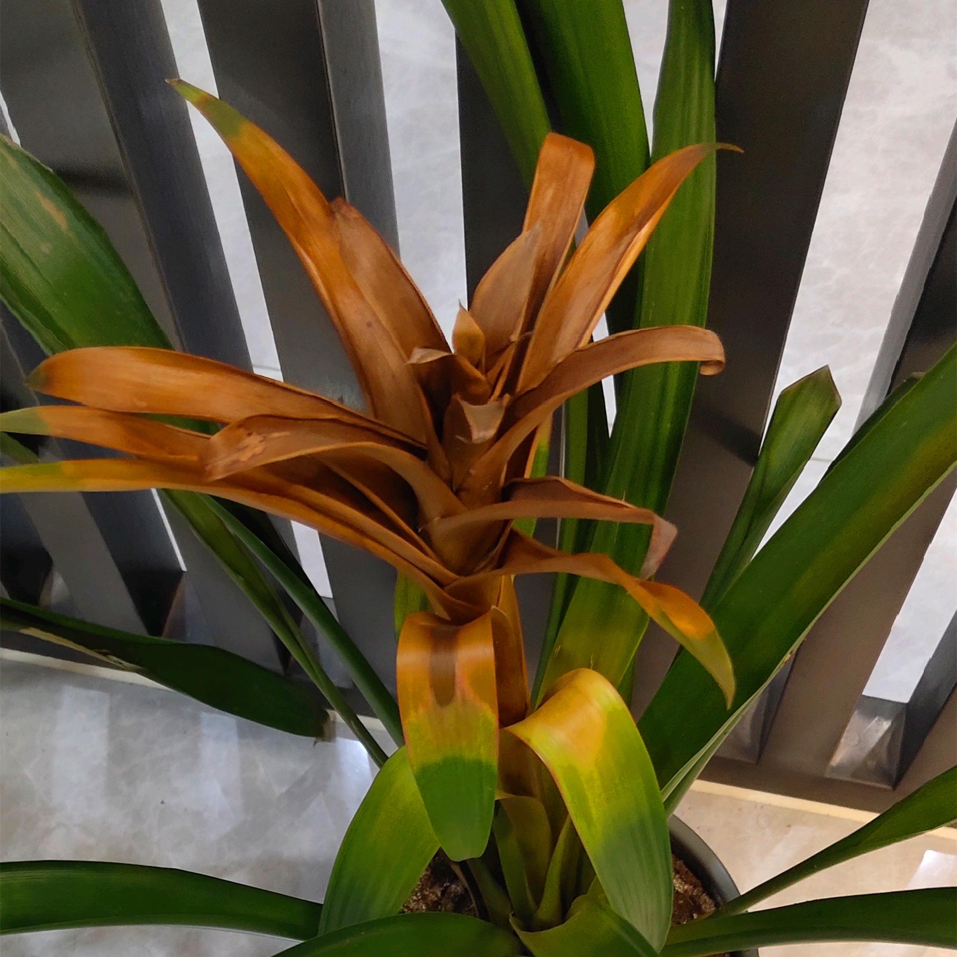 鴻運當頭怎么修剪，鴻運當頭用什么肥料最好?