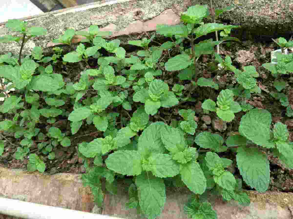 薄荷播種方法和時(shí)間，薄荷可以一年四季種嗎，薄荷四季常青嗎?