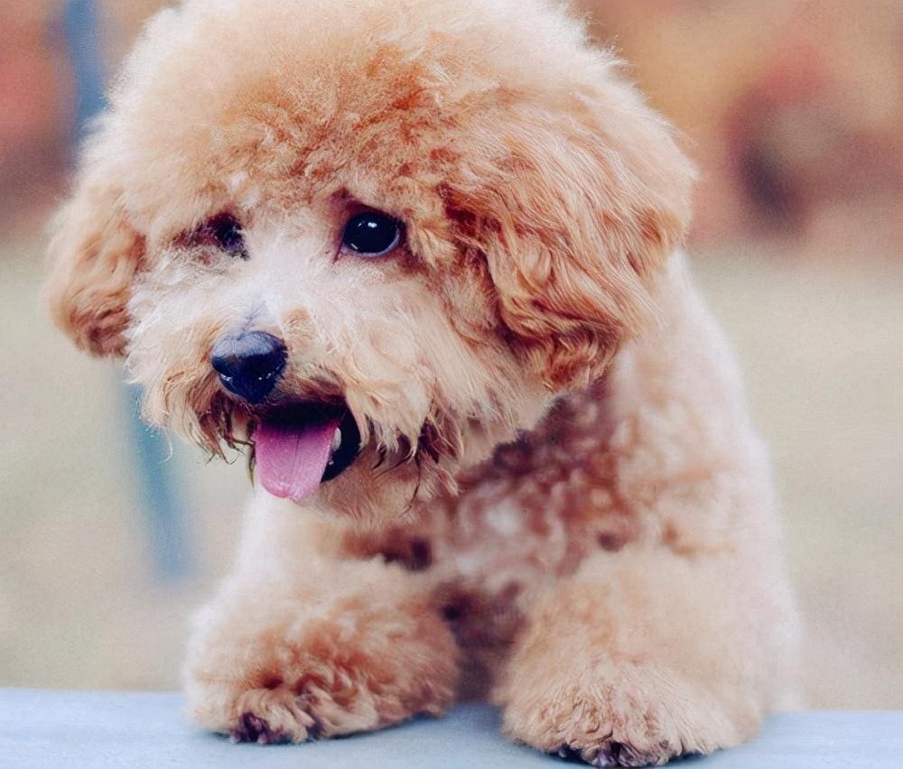 泰迪怕冷還是怕熱(泰迪夏天怎么過(guò)) 泰迪怕冷還是怕熱(泰迪夏天怎么過(guò))