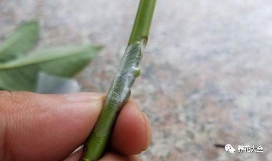 茶梅怎么扦插，茶梅扦插生根最快方法?