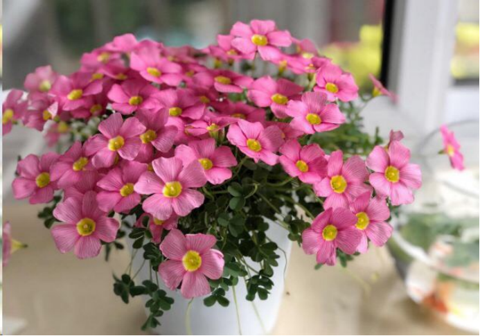 百合沒(méi)有陽(yáng)光能開(kāi)花嗎，花期需要曬太陽(yáng)嗎，什么花常年開(kāi)花又耐陰?