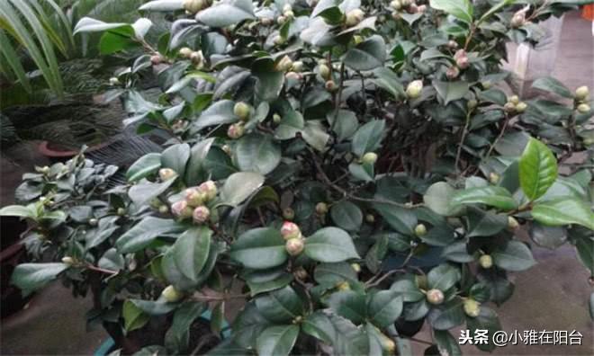 茶花澆水的正確方法，茶花澆水多了怎么補救，茶花的澆水技巧?