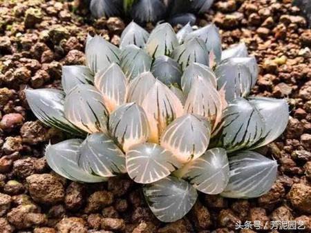 冰燈玉露怎么施肥，10萬(wàn)以上的冰燈玉露?