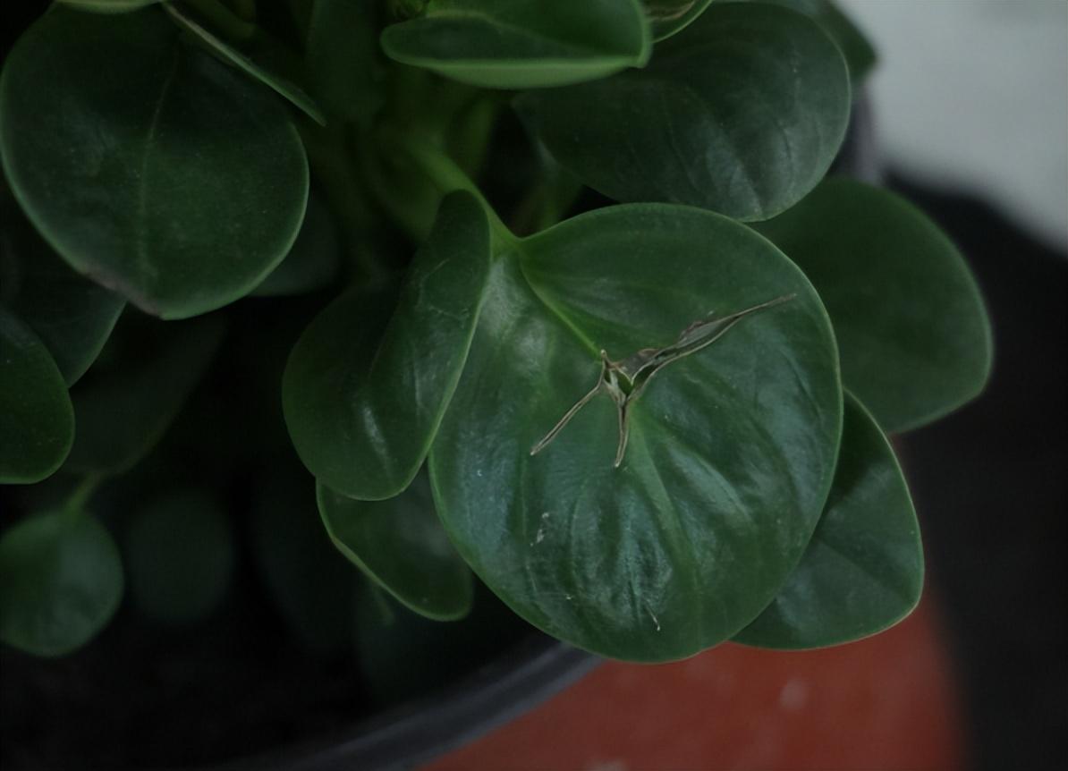 豆瓣綠怎么扦插，豆瓣綠10月份可以扦插嗎?