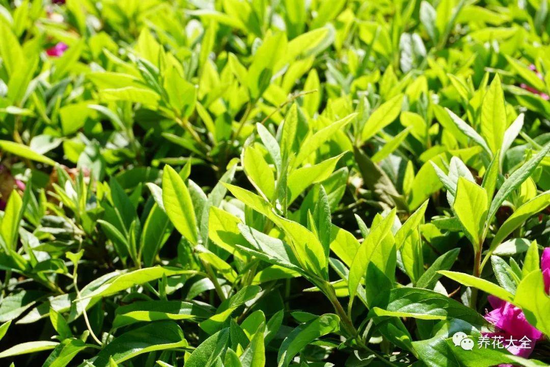 怎么讓杜鵑花開(kāi)花，開(kāi)花前用什么肥，什么肥能讓花卉快速生長(cháng)?