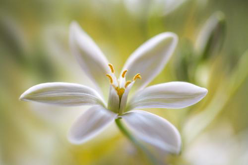 虎眼萬(wàn)年青怎么造型，造型圖片?