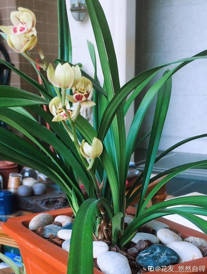 春蘭怎么養才能開(kāi)花，春蘭品種大全?