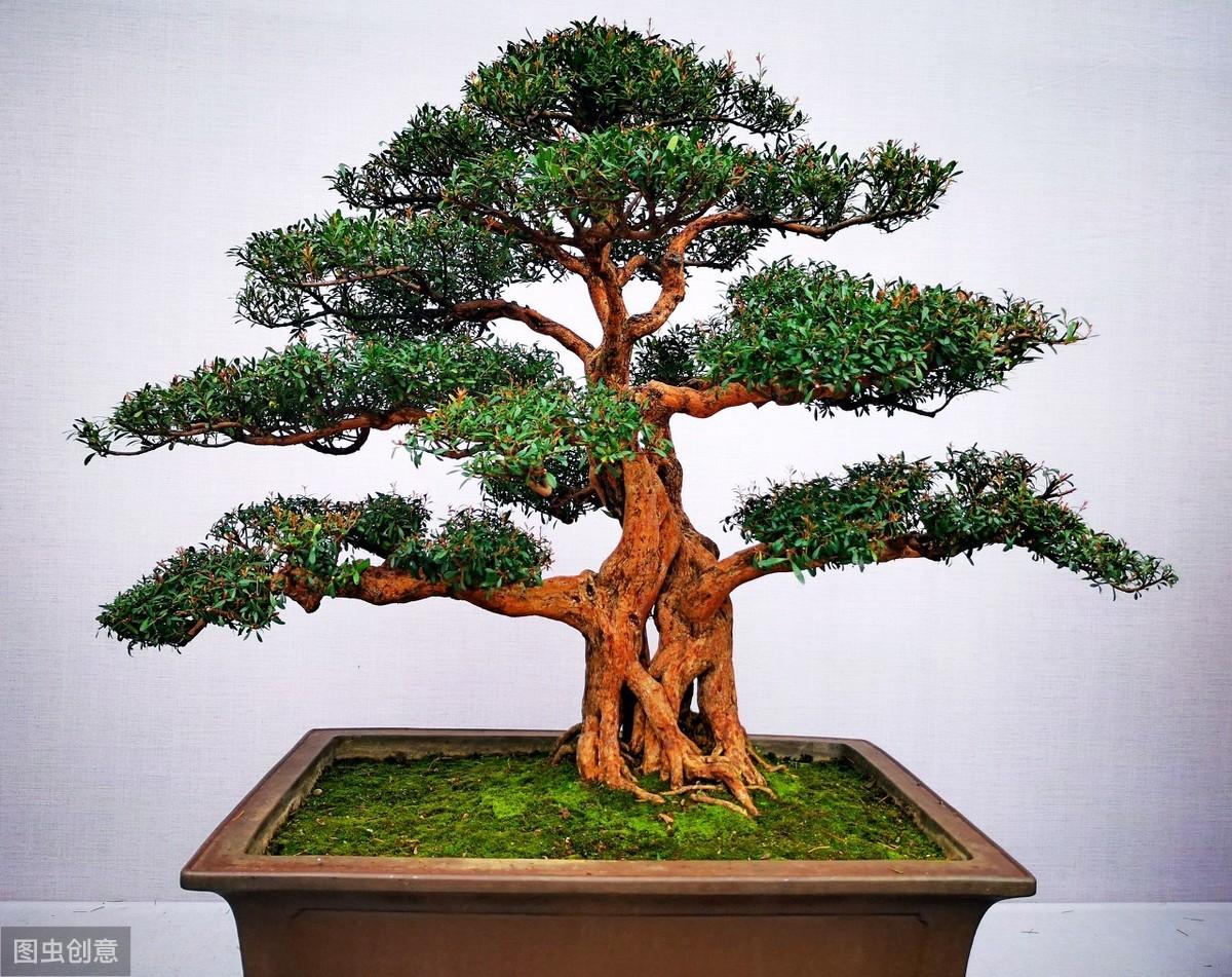 澳洲杉的繁殖方法，澳洲杉怎么扦插視頻?