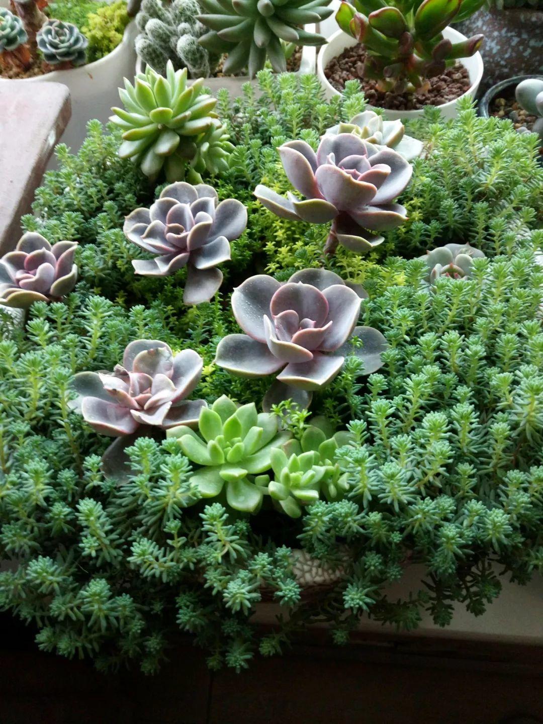 薄雪萬(wàn)年草怎么過(guò)冬，薄雪萬(wàn)年草和佛甲草區別?