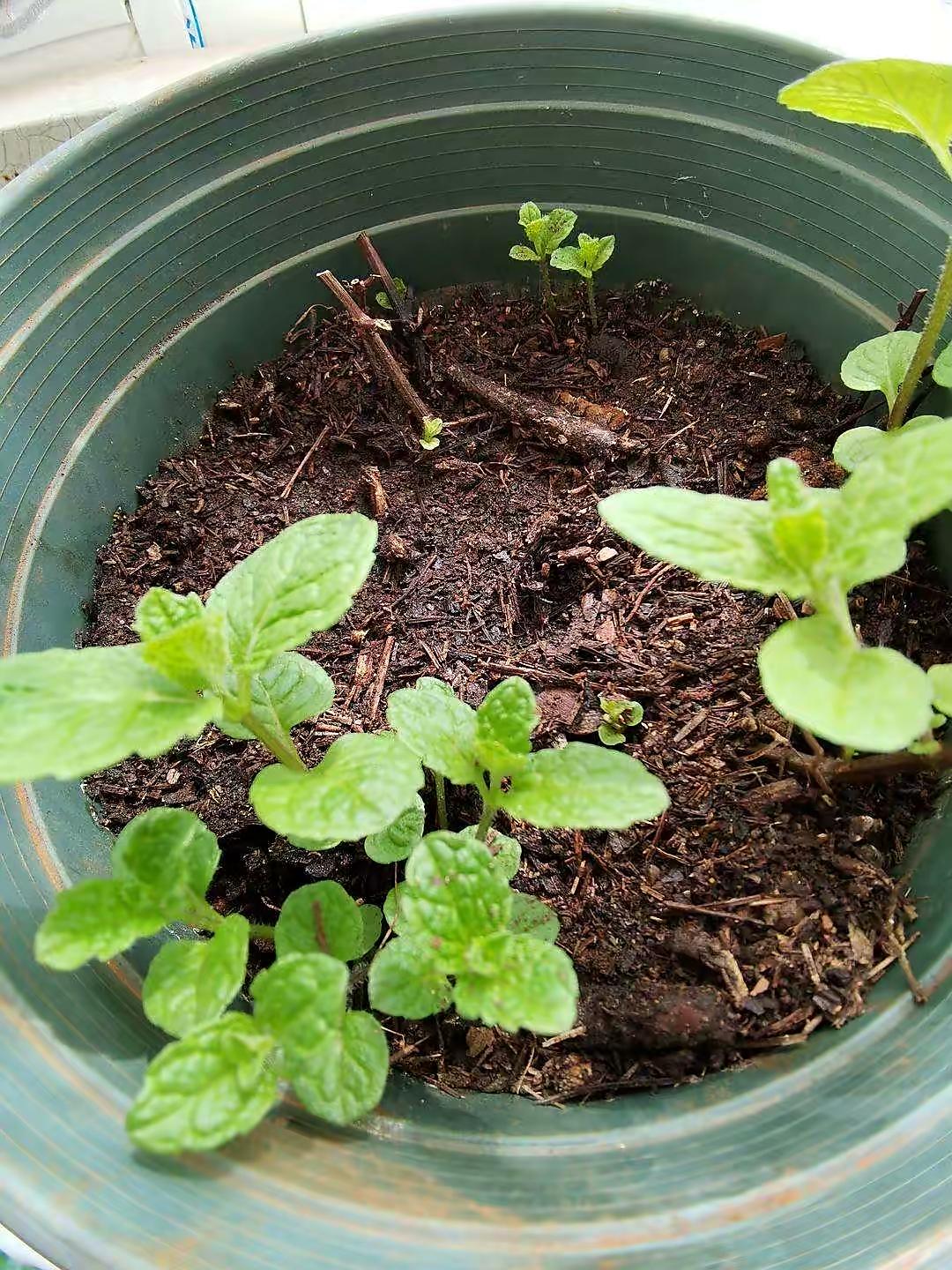 薄荷施什么肥，薄荷施肥時(shí)的兩大注意，盆栽薄荷施什么肥?