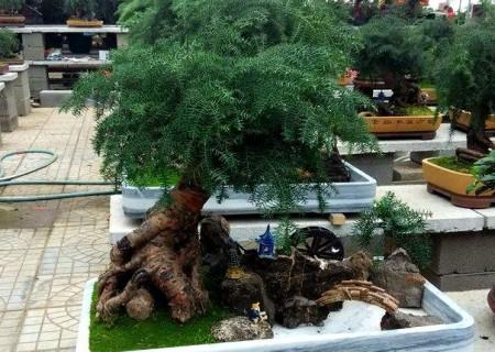 澳洲杉的繁殖方法，澳洲杉怎么扦插視頻?